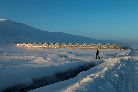 Eksi 40 derecede üretilen domatesler ihraç edilecek
